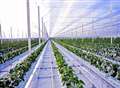 Giant greenhouses win award