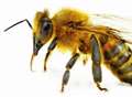 Urgent summit addresses crisis of Kent's declining bee population