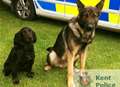 Ruff justice for pair after village burglary 