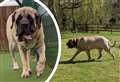'Biggest dog ever' in need of a home