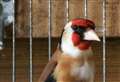 Dozens of exotic birds ransacked from aviaries