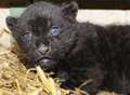 Video: Adorable jaguar born at wildlife park
