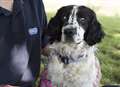Donations flood animal charity to help blind dog