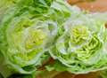 Lettuce ration hits Kent