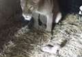 Lion cub 'succumbed to the elements very quickly'