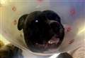 Staffie stabbed in head and throat lucky to be alive