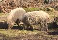 Rare woolly pigs spotted in Kent woods