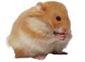 Man due in court accused of killing hamster
