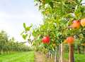 Community orchard planned for local park