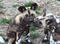 Puppy power - spring debut for wild dogs