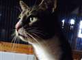 Mystery of missing moggie's 25-mile journey
