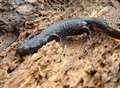 Discovery of "prolific" newt population shocks ecologists