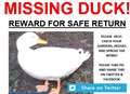 £100 reward for safe return of missing Lewis the duck