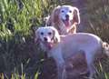 Heartbreak as dogs feared snatched on country walk