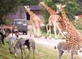 Water cut 'potential disaster' for Kent animal park