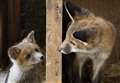 Meet county's fox rescuers