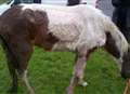 Neglected horse put down after being found dumped