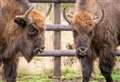 Wildlife park welcomes two young bison bulls