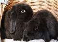 Mini-lop rabbits need new homes