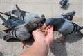 Town split after pensioner fined £150 for feeding pigeons 