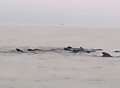 Video: Amazing footage of dozens of whales off Kent