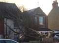 Families evacuated as tree crashes down on homes
