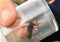 'Bee killer' Asian hornet spotted in Kent
