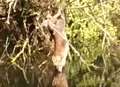 Fox found dangling upside down from tree