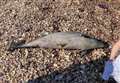 Dead porpoise found on beach