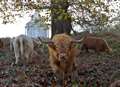 Highland cattle in woodland