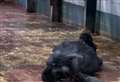 Heartbreaking video shows baby gorilla clinging onto dead mother’s body