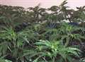 Cannabis factory discovered by police
