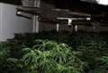 Huge cannabis farm uncovered after fire