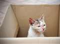 RSPCA faces 'crisis' in unwanted cats