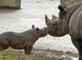 First mud bath for baby rhino 