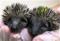 'We get more calls about hedgehogs than almost any other wild mammal'