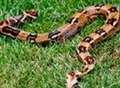 Have you seen our boa constrictor?