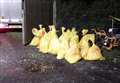 Culled birds bagged up and removed after flu outbreak