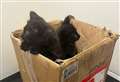 Five kittens found dumped in box outside community centre