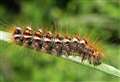 Toxic caterpillar infestation sparks health fears