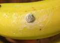 Woman's horror at finding spider nest in Tesco bananas