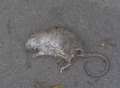 Dead rats 'left to rot' in homes