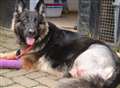 Dog survives fall from block of flats
