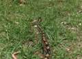 Snake escape revealed as hoax