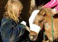 Pony loses eye after being hit by branch 