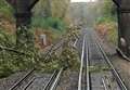 Fallen tree causing rail delays