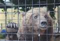 Meet the six brown bears now living in Kent