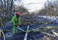 Tree surgeons clear 200 trees in two days