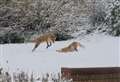 Video: Cute foxes frolic in pure snow