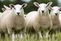 Sheep killed after being ‘deliberately’ run over